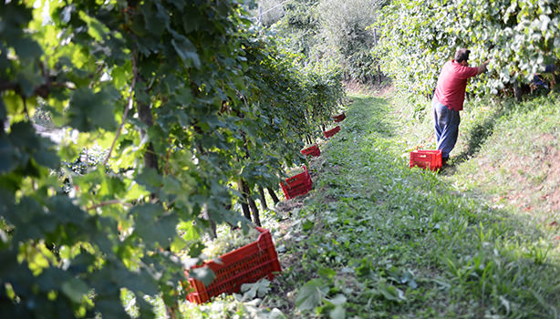 vendemmia-duca-di-dolle