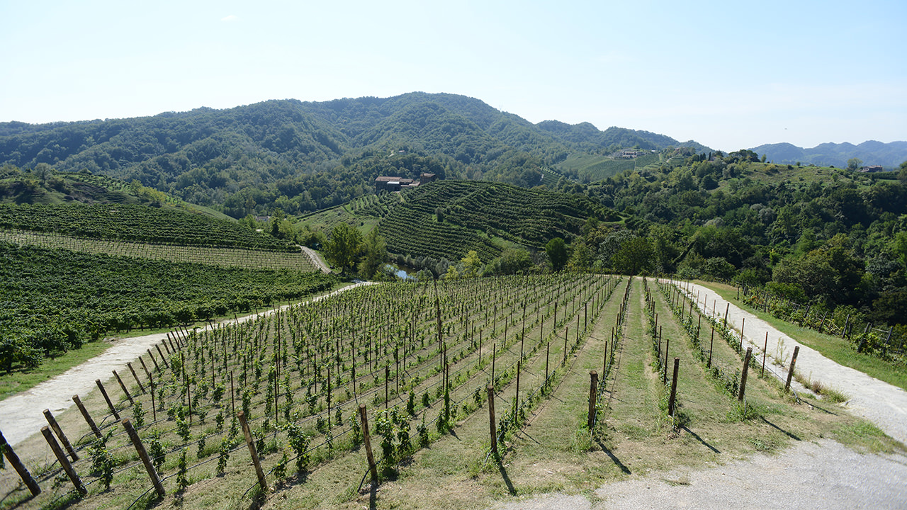 Viticulture at Duca di Dolle - View of new rows (photo 2012).