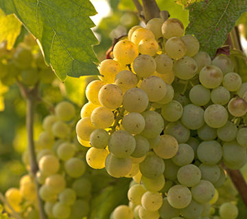 Tempo di vendemmia