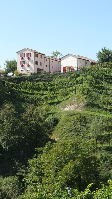 duca-di-dolle-vigneto-bosco